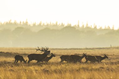 Çiftleşme ve günbatımı sırasında kükreyen kızıl geyik cervus elaphus üzerinde çiftleşme sırasında çiftleşme sürüsü bir bir yatay, tepeler, alanları ve bir güzel gün batımı