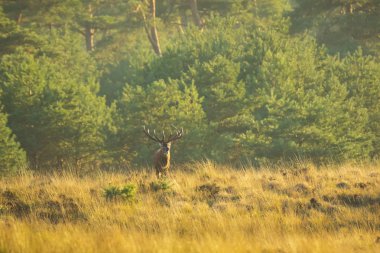 Kızıl geyik erkek, cervus elaphus, büyük boynuzları üzerinde bir peyzaj alanı, orman, tepeler ve güzel bir gün batımı ile çiftleşme sırasında çiftleşme ile 