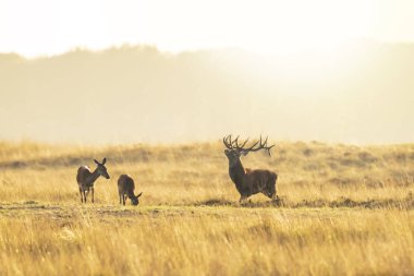 Çiftleşme ve günbatımı sırasında kükreyen kızıl geyik cervus elaphus üzerinde çiftleşme sırasında çiftleşme sürüsü bir bir yatay, tepeler, alanları ve bir güzel gün batımı
