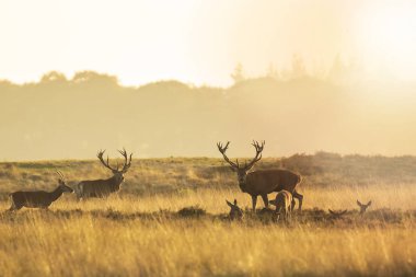 Çiftleşme ve günbatımı sırasında kükreyen kızıl geyik cervus elaphus üzerinde çiftleşme sırasında çiftleşme sürüsü bir bir yatay, tepeler, alanları ve bir güzel gün batımı