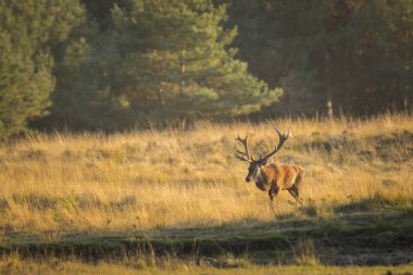 Kızıl geyik erkek, cervus elaphus, büyük boynuzları üzerinde bir peyzaj alanı, orman, tepeler ve güzel bir gün batımı ile çiftleşme sırasında çiftleşme ile 