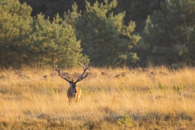Kızıl geyik erkek, cervus elaphus, büyük boynuzları üzerinde bir peyzaj alanı, orman, tepeler ve güzel bir gün batımı ile çiftleşme sırasında çiftleşme ile 