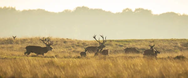 Troupeau Cerfs Cervus Elaphus Rugissant Pendant Coucher Soleil Rut Pendant — Photo