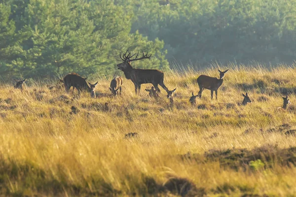 Herd Red Deer Cervus Elaphus Rutting Roaring Sunset Rutting Mating — Stock Photo, Image