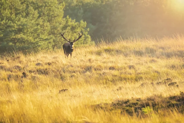 Michigan Mężczyzna Red Deer Duże Poroże Ruję Podczas Godów Krajobraz — Zdjęcie stockowe