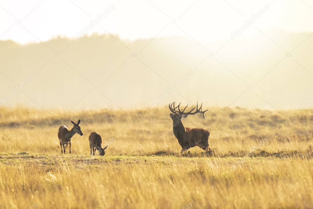 Herd of red deer cervus elaphus rutting and roaring during sunset, rutting during mating season on a a landscape with hills, fields and a beautifull sunset