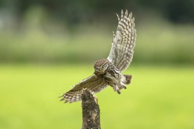 Kukumav, Athene noctua, uçuş ise avcılık tarım arazileri üzerinde yayılmış kanatlı yırtıcı kuş. Sadece açılış daha önce alınan.