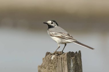 Beyaz, gri ve siyah tüylü bir beyaz Wagtail (Motacilla alba) kuşunun yakından portresi. Beyaz Wagtail, Letonya 'nın ulusal kuşudur.