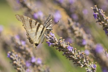 Kırlangıçkuyruğu kelebek (Iphiclides podalirius) çiçeğe tozlaşma uçan ve nektar mor lavanta besleme.