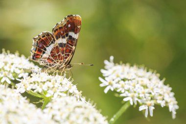 Harita kelebek, araschnia levana, üzerinde beyaz çiçek pollinating alt wings yan görünümü yakın çekim yaşlı masterwort ot yer. Bu yaz damızlık beyaz markings ile siyah.
