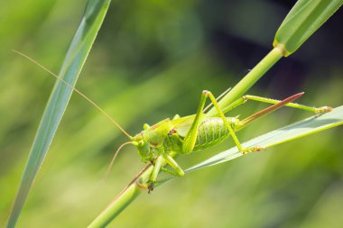 Makro yakın çekim bir kadın büyük yeşil Bush-kriket, Tettigonia viridissima ile ovipositor.