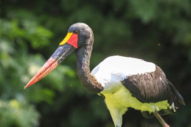 Portre renkli eyer - gagalı leylek (Ephippiorhynchus senegalensis) duran yeşil bir çayırda kapatın.