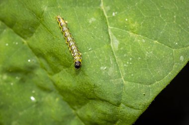 Kutu ağacı güvesi tırtılı, Cydalima perspektifi, yapraklarla besleniyor. Avrupa 'da istilacı bir tür ve en iyi bahçe haşeresi oldu..
