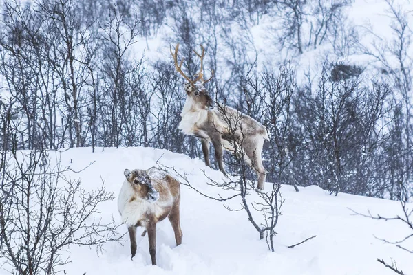 Skandynawskie Dziki Płci Męskiej Żeńskiej Reniferów Lub Karibu Stojący Lesie — Zdjęcie stockowe