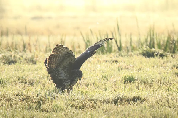 Buzzard Buteo Aterrissagem Buteo Enquanto Caça Prado Durante Nascer Sol — Fotografia de Stock