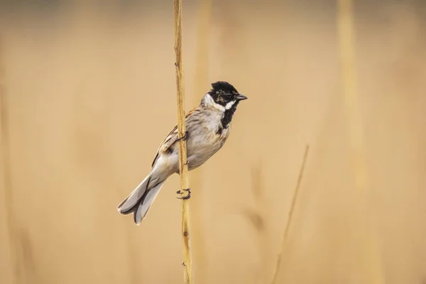 Bir Ortak Reed Kiraz Kuşu Kuş Emberiza Schoeniclus Bir Şarkı — Stok fotoğraf