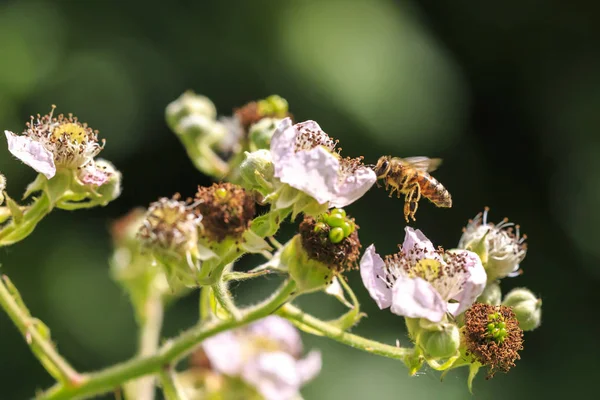 Closeup of a western honey bee or European honey bee (Apis mellifera) feeding nectar of flowers