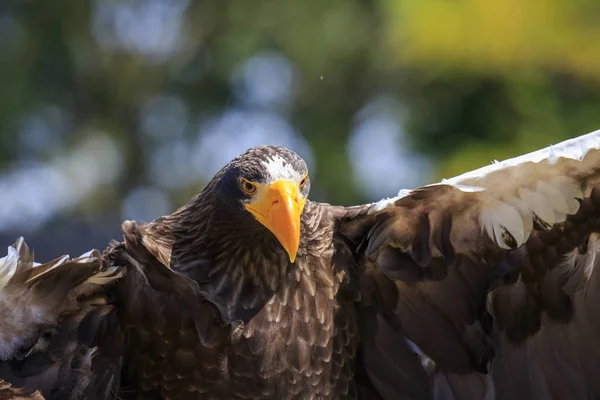 Steller Deniz Kartal Haliaeetus Pelagicus Siyah Beyaz Yırtıcı Kuş Uçuş — Stok fotoğraf