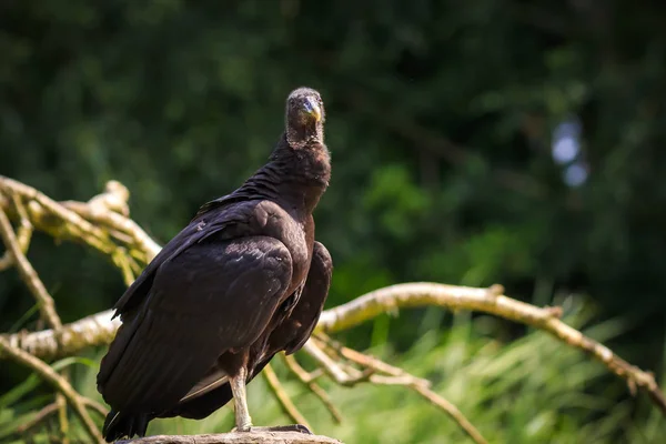 特写镜头的美国黑秃鹫 Coragyps Atratus 肖像栖息在一个分支 这是一个清道夫和饲料的腐肉 — 图库照片