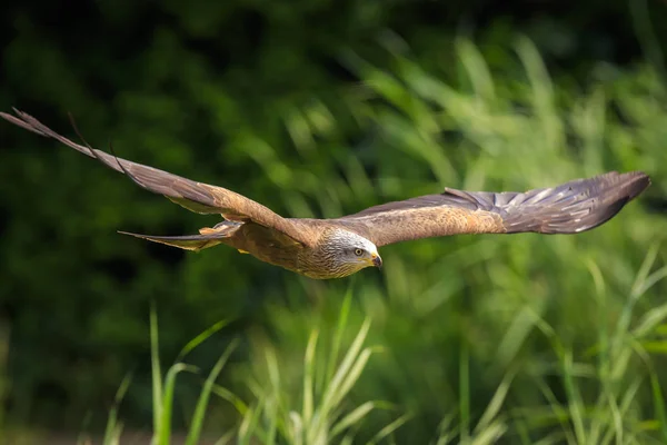 Pipa Preta Milvus Migrans Pássaro Predador Voo Caça Dia Ensolarado — Fotografia de Stock