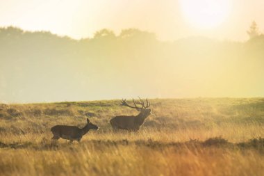 Kızıl geyik sürüsü Cervus elaphus gün batımında çiftleşme mevsiminde çiftleşir tepeler, tarlalar ve güzel bir günbatımı ile çiftleşir.