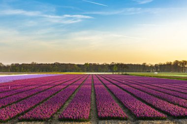 Günbatımı bahar sezonu sırasında mor nergis çiçek renkli alan