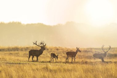 Kızıl geyik sürüsü Cervus elaphus gün batımında çiftleşme mevsiminde çiftleşir tepeler, tarlalar ve güzel bir günbatımı ile çiftleşir.