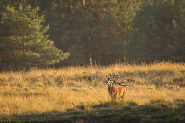 Kızıl geyik erkek, cervus elaphus, büyük boynuzları üzerinde bir peyzaj alanı, orman, tepeler ve güzel bir gün batımı ile çiftleşme sırasında çiftleşme ile 