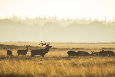 Kızıl geyik sürüsü Cervus elaphus gün batımında çiftleşme mevsiminde çiftleşir tepeler, tarlalar ve güzel bir günbatımı ile çiftleşir.