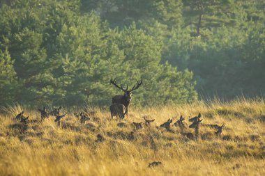 Çiftleşme ve günbatımı sırasında kükreyen kızıl geyik cervus elaphus üzerinde çiftleşme sırasında çiftleşme sürüsü bir bir yatay, tepeler, alanları ve bir güzel gün batımı