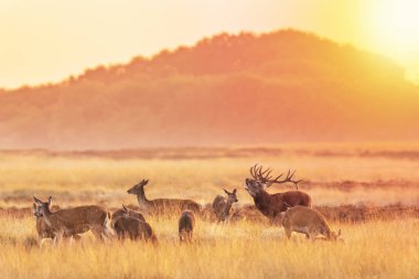Kızıl geyik sürüsü Cervus elaphus gün batımında çiftleşme mevsiminde çiftleşir tepeler, tarlalar ve güzel bir günbatımı ile çiftleşir.