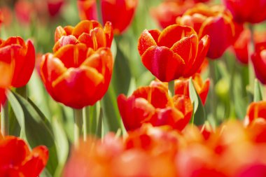 Closeup satır ile mavi gökyüzü güneşli bir bahar sırasında bir çiçek alan Hollanda'da Hollandalı kırmızı lale