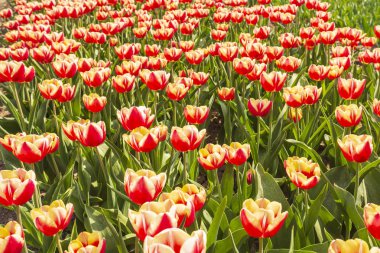 Renkli Hollanda Lale çiçek alan ve bir yel değirmeni Hollanda'da güneşli mavi gökyüzü altında