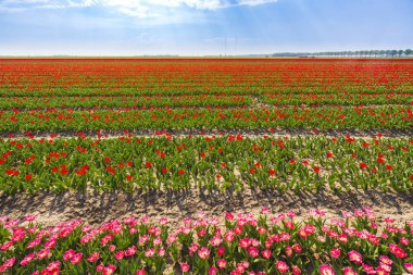 Renkli Hollanda Lale çiçek açan bir çiçek alan ve bir yel değirmeni Hollanda'da güneşli mavi gökyüzü altında pembe