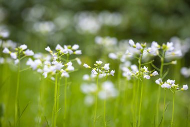 Cuckooflower, Cardamine pratensis, bir çayırda bahar döneminde kusma. Seçici odak kullanarak Özet oluşturma. Bu bitki bir turuncu uç kelebek (Anthocharis cardamines ana bilgisayar bitkidir).