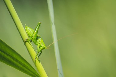 Bir büyük yeşil Bush-kriket, Tettigonia viridissima makro yakın çekim.