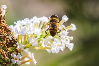 Beyaz çiçek nektarı besleme Closeup Myathropa florea hoverfly 