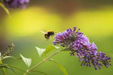 Yaygın bir kart arısı olan Bombus Pascuorum 'a yakın çekim, mor bir kelebek çalısının nektarını beslemek (Buddleia davidii)