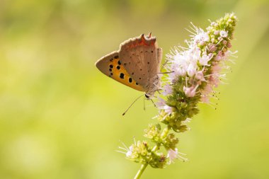 Tatlı bir küçük veya sık kullanılan bakır kelebek