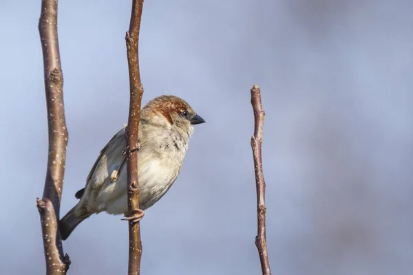 Closeup Mužského Ptáka Vrabec Domácí Passer Domesticus Pást Zajištění — Stock fotografie