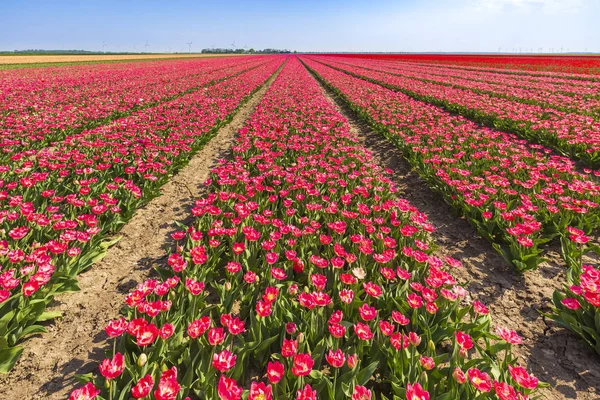 Barevné Holandské Růžové Tulipány Kvetoucí Květu Pole Větrný Mlýn Holandsku — Stock fotografie