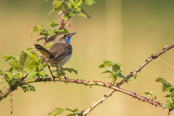Pájaro Garganta Azul Luscinia Svecica Cyanecula Cantando Para Atraer Una — Foto de Stock