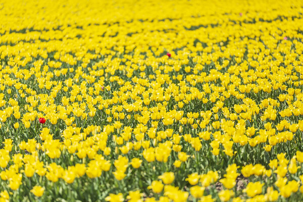 Colorful yellow Dutch tulips in a flower field and a windmill in Holland under a sunny blue sky