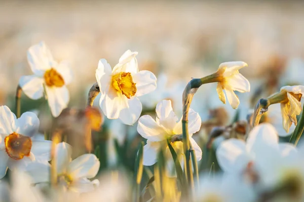 Farbenfroh Blühendes Blumenfeld Mit Weißen Narzissen Oder Narzissen Nahaufnahme Bei — Stockfoto