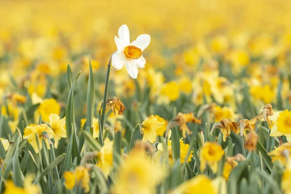 Farbenfroh Blühendes Blumenfeld Mit Gelben Narzissen Oder Narzissen Nahaufnahme Bei — Stockfoto