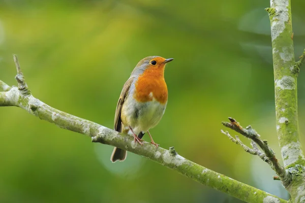 Roodborst Erithacus Rubecula Zingen Zon Stralen Zonlicht Tijdens Paartijd Het — Stockfoto