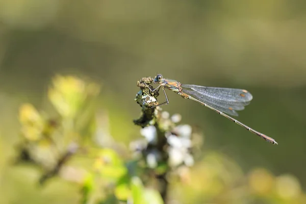 Деталь Крупным Планом Западной Ивы Изумрудной Damselfly Chalcolestes Viridis Насекомое — стоковое фото