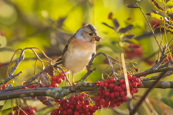 Primer Plano Pájaro Zarandeador Fringilla Montifringilla Plumaje Invierno Alimentando Bayas —  Fotos de Stock