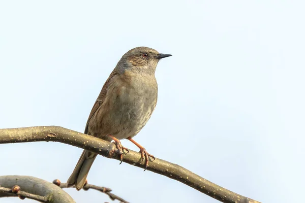 Close-up of a Dunnock, Prunella modularis, bird in a tree display and singing a early morning song during Springtime to attract a female.