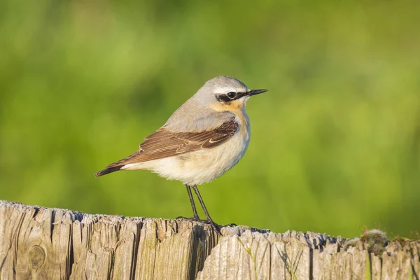 Northern wheatear bird (Oenanthe oenanthe) close-up in the morning sun